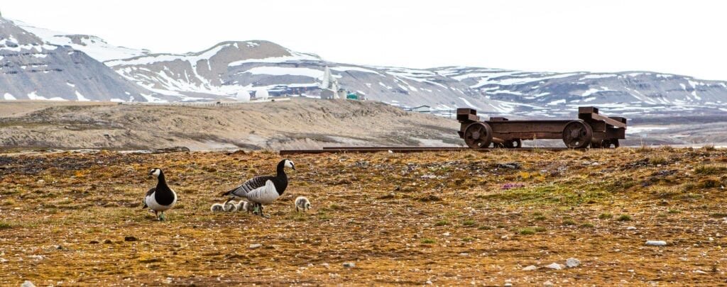 Barnacle geese grazing beside an old railway wagon from the coal era, with an antenna at the airport behind
