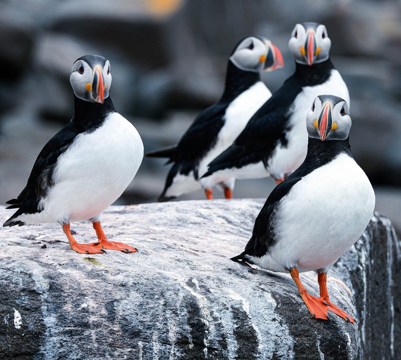 Three puffins standing on a rock